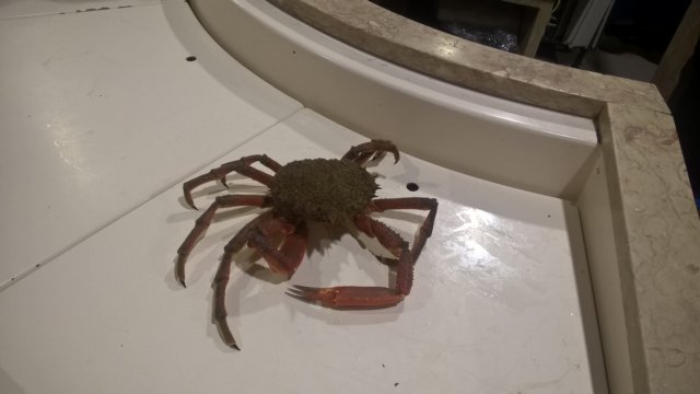 krabbelagosfiskemarked.jpg