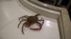 krabbelagosfiskemarked_small.jpg