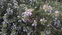 WP_20170917_19_42_06_Pro.jpg WP_20170917_19_42_06_Pro.jpg