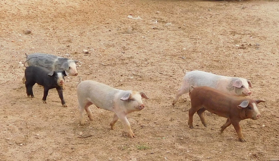 schweine