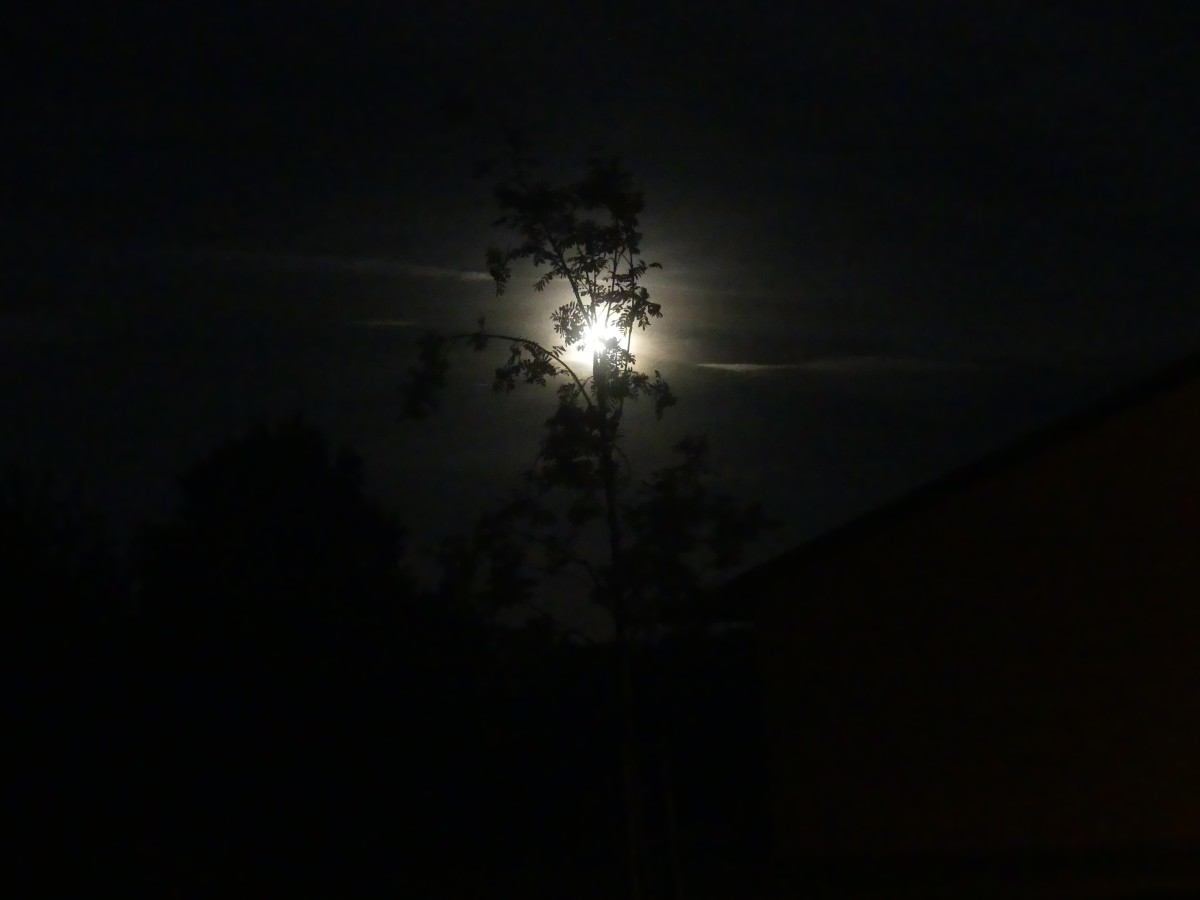 P1000188.jpg