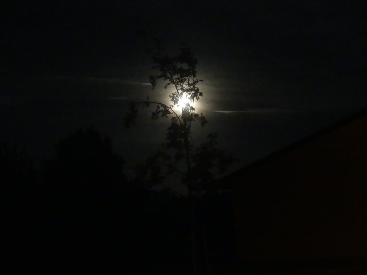 P1000189.jpg