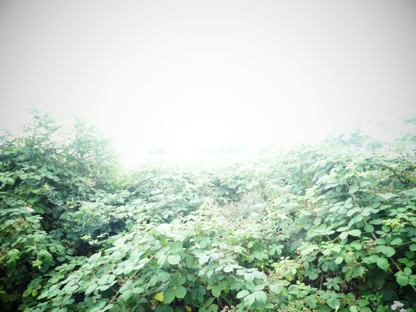 P1000130.jpg