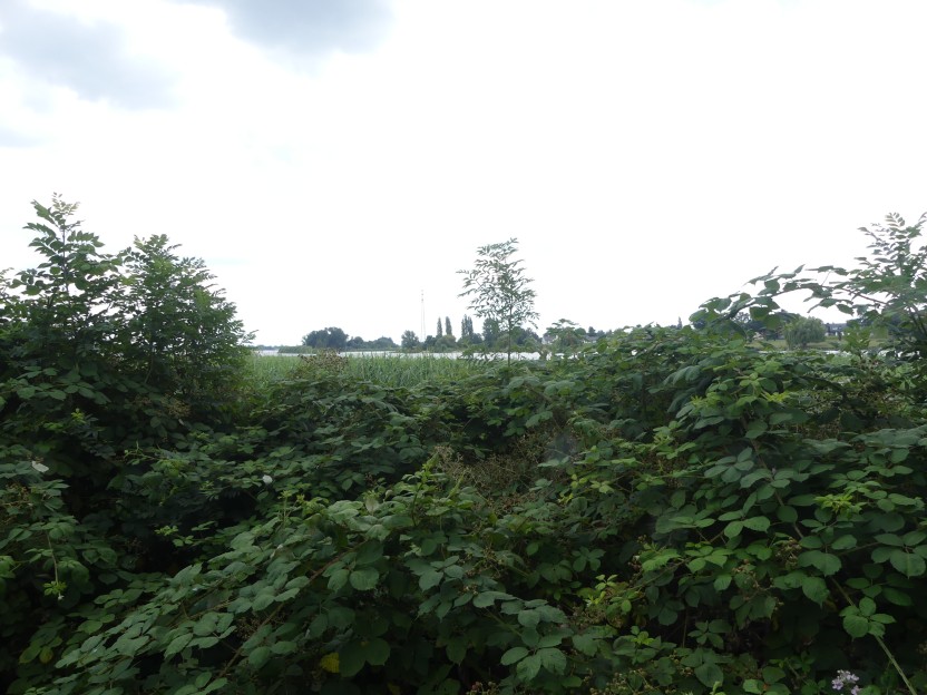 P1000131.jpg