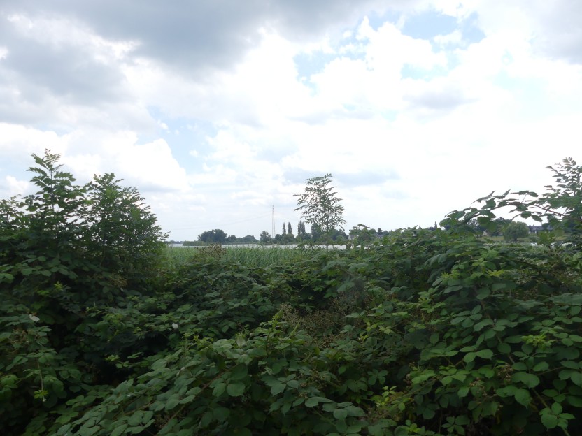 P1000132.jpg