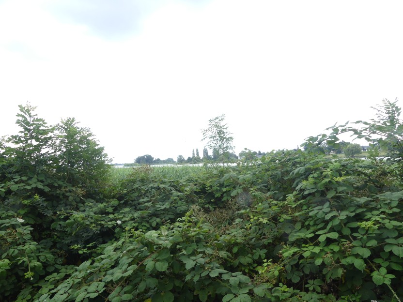 P1000133.jpg