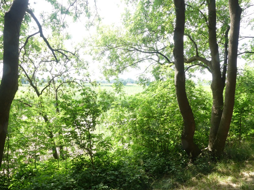P1000139.jpg