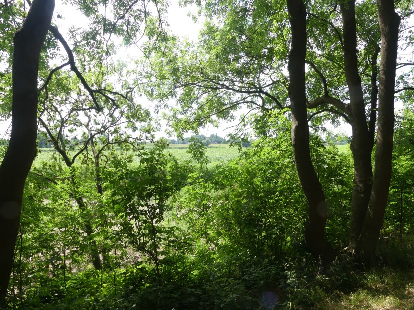 P1000142.jpg