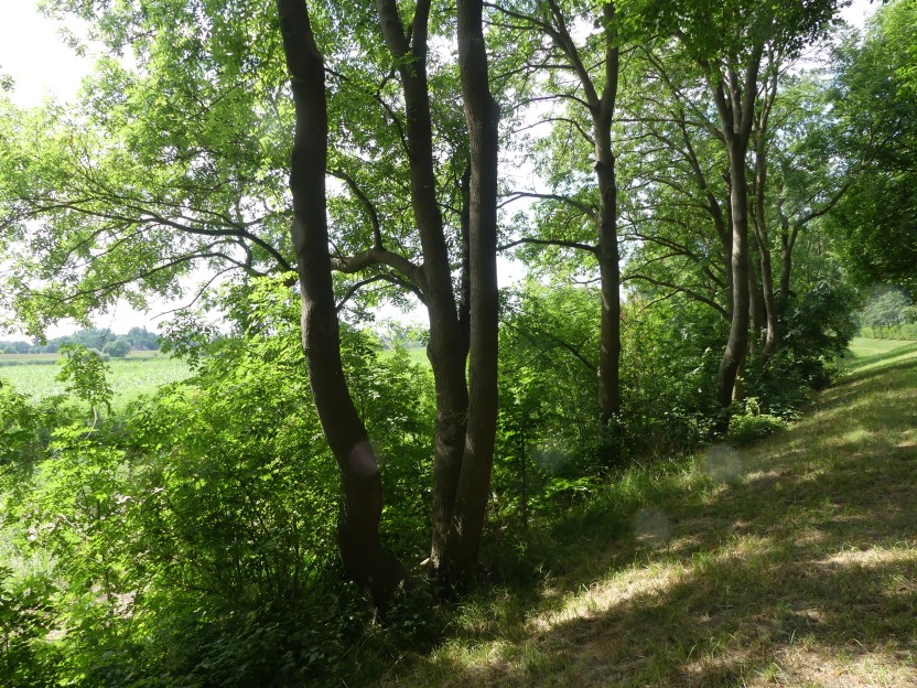 P1000144.jpg