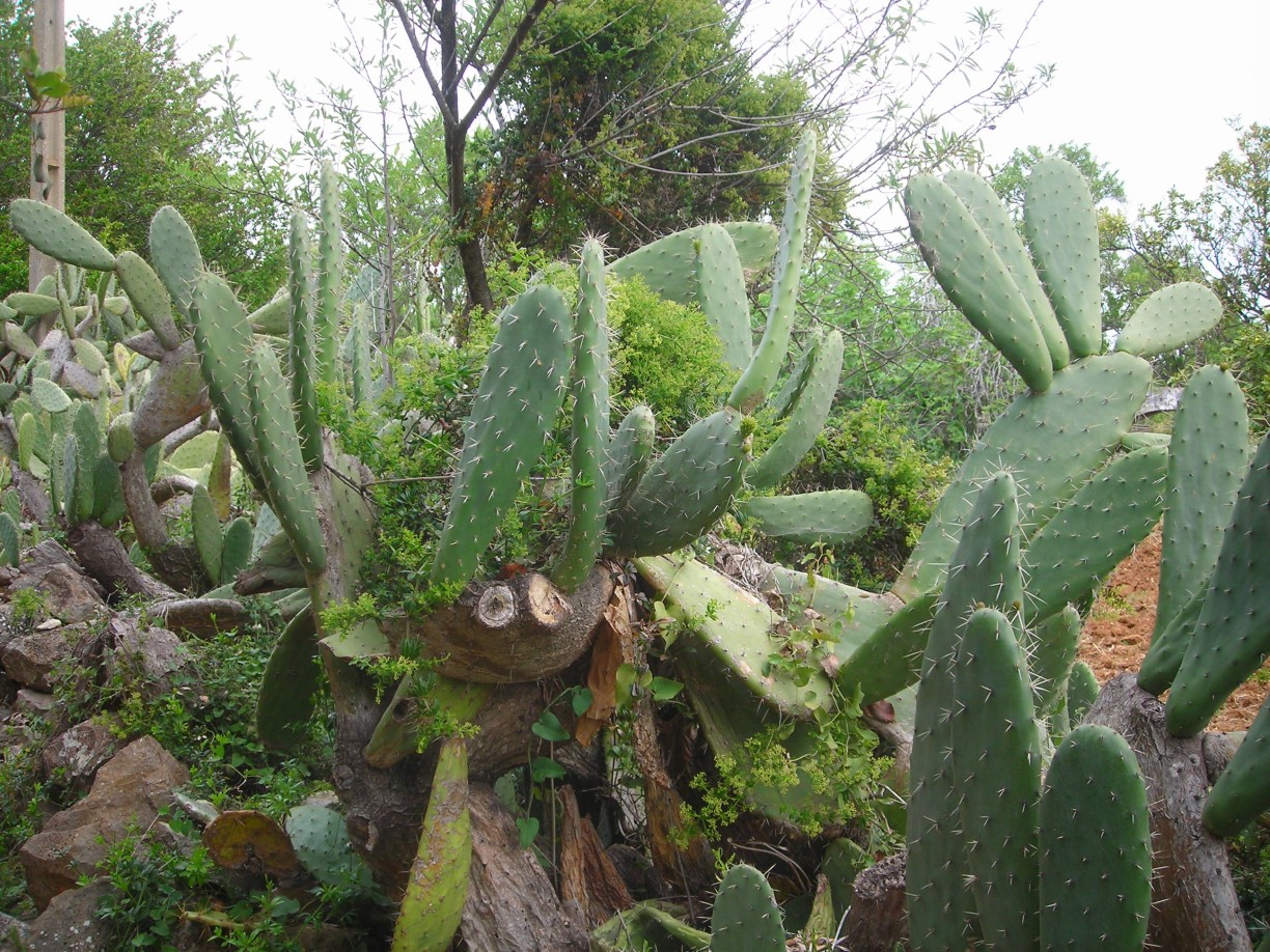 DSCN1708.jpg